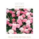 선택21 이미지