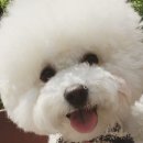 인제이