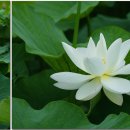 금양농장 이미지