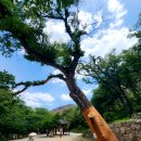 천년고찰 의성 고운사(孤雲寺)