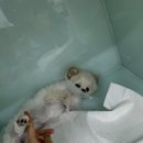 바른동물병원 이미지