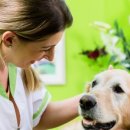 연성 동물병원 이미지