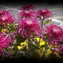 웅상출장소 이미지