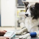 코리아동물병원 이미지