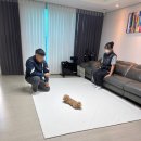 579 | [펫]서창동 반려견 교육 호텔 애견유치원 도그 라운지 교육 후기🐶