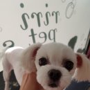 리리 펫살롱 이미지