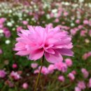 꽃보다아름다운당신 이미지