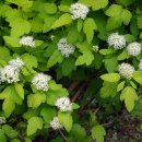 국수나무? 이미지