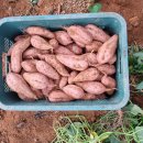 달콤하고 부드러운 호박고구마 이미지