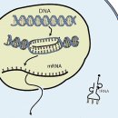 DNA 와 RNA 이미지