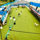 더 퍼피즈 블루오션 이미지