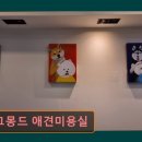 도그185 강아지미용실 | 대구 반려동물비용 애견미용 강아지 고양이 도그몽드 애견미용실 반려동물 맞춤 케어 전문