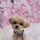 야옹아멍멍해봐 김포운양점 이미지