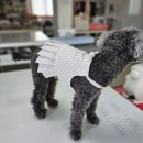 반려동물패션디자이너첫걸음 이미지