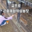 퀸농장 | 양평 굼프로 곤충체험학습농장 체험 후기 내돈내산 솔직 아이와 갈만한 곳 농장체험 먹이주기체험 가평