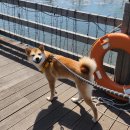 시루비아 | 시루와의 만남