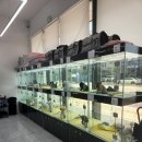 펫프린 | 평택강아지분양 귀여운 쪼꼬미들 가득한 송탄강아지분양 펫프린 상담후기