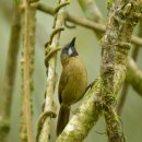 보르네오 섬의 새26 - Grey throated babbler 이미지