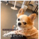 몽쥬르 | 포항 애견카페 "멍쥬르" 10번이상 간 단골 후기 (중소형견 추천 카페,뷰맛집)