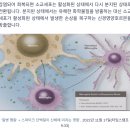 [일반] 코로나v 과 뇌 손상 및 암 위험 사이의 충격적인 연관성 이미지