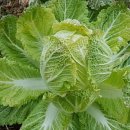 용운농장 이미지