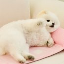 위니즈몰