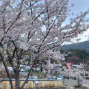 간이마을경로당 | [벚꽃 명소 추천] 개나리도 함께 즐길 수 있는 저수지뷰의 여수 돌산 승월마을🌸