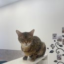 냥이는꿀꿀 이미지