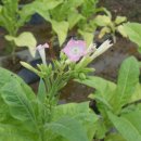 ㈜우리돌 이미지