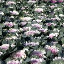 하동경찰서 앞 이미지