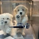 소로동물병원 이미지