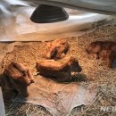 쌍둥이축산 이미지