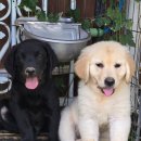 리트리버 가정분양! 이미지