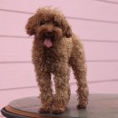 밸런스독 이미지