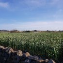 대정읍 다목적 회관 이미지