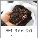 곰취 재배기술 이미지