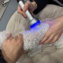 라퓨클레르 동물피부클리닉 이미지