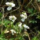 흰제비꽃,violet(쌍떡잎식물 측막태좌목 제비꽃과의 여러해살이풀.) 이미지
