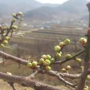 성실농원 이미지