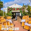 감귤향기 | 어린왕자감귤밭 겨울 제주 서귀포 감귤따기 체험 후기