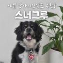 스너그루 강아지 이름표 솔직 후기 | 예쁜 강아지 인식표 찾는다면 강추👍