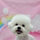 쉬다가개 애견호텔유치원 이미지