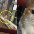 펫아지트 이미지