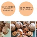 법인월넛팜