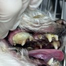 도화동물병원 | 심장병 노령견 스케일링 및 발치, 치근단 농양 (마포역 동물병원, 도화동 동물병원)