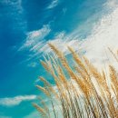 대원초등학교 이미지