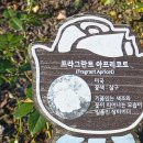 장미(프라그란트 아프리코트 (Fragrant Apricot)) 이미지