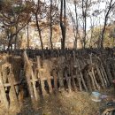 상룡농장 이미지