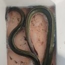 늘푸른낚시 이미지