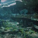 바다비행사 이미지